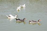 Duck pond3